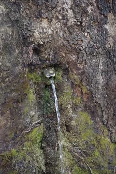 Tree trunk bark texture background with small lion head water fountain 스톡 사진