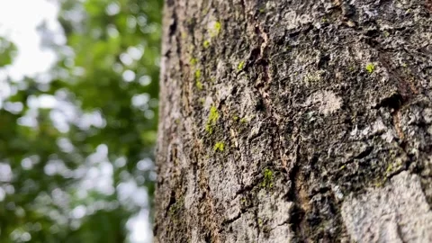 Tree Trunk Bark Texture with Blurred Green Foliage Background Stock Footage 326298403