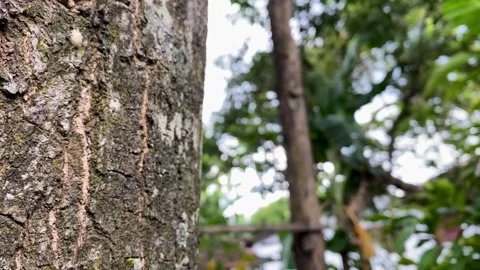 Tree Trunk Bark Texture with Blurred Green Foliage Background Stock Footage 326298481