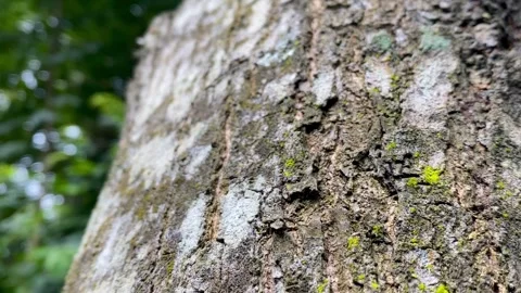Tree Trunk Bark Texture with Blurred Green Foliage Background Stock Footage 326298502