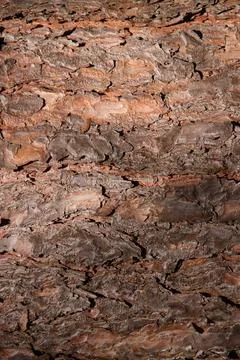 Tree trunk bark texture. Forest filling background. Foto stock