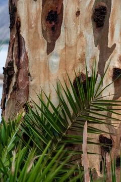 Tree trunk bark texture with green palm leaves Stockfoto's