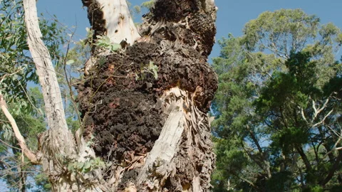 Tree Trunk Bark Texture, Native Bush, South Australia Stock Footage 235974672