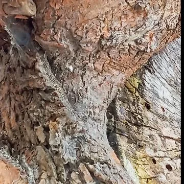 Tree Trunk Bark Texture with Natural Wood Detail Foto stock