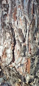 Tree trunk bark texture with rough cracked layered surface Stock Photos