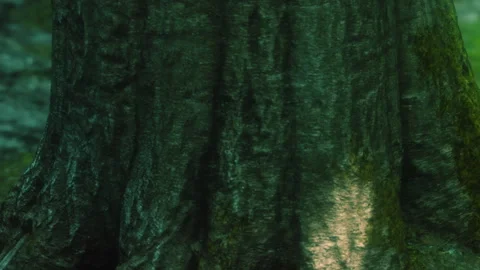 Tree trunk with bark texture visible in natural setting during daytime Stock Footage 340230606