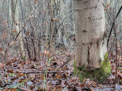 Tree Trunk Base with Bright Green Moss and Wet Fallen Leaves on the Forest Floor Stock Photos