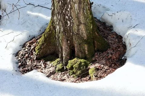 Tree trunk base in a circle of melting snow in spring forest Stock Photos