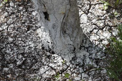Tree trunk base covered with white protective substance on cracked dry soil. Stock Photos