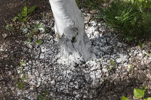 Tree trunk base covered with white protective substance limes on cracked dr.. Stock Photos
