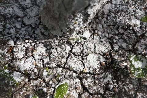 Tree trunk base covered with white protective substance limes on cracked dr.. Foto stock