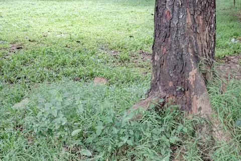 Tree trunk base detail with wild grass and natural ground Stock Photos