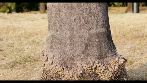 Tree Trunk Base with Dry Grass for Mindfulness Background Use Stock Footage 327795349
