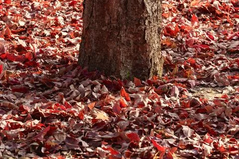 Tree trunk base in intense red fallen autumn leaves Stockfoto's