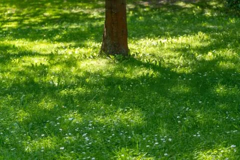 Tree Trunk Base Surrounded by Daisies and Dappled Light Stock Photos