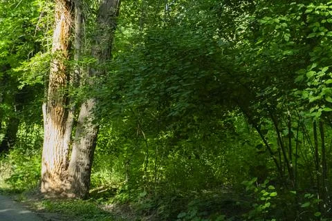 Tree Trunk Base Surrounded by Green Forest Vegetation Stock Photos