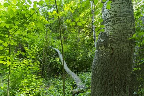 Tree Trunk Base Surrounded by Green Forest Vegetation Stock Photos
