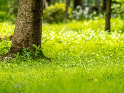 Tree Trunk Base Surrounded by White Flowering Groundcover Carpet Foto stock