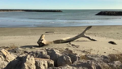 Tree trunk on the beach Stock Footage 171026550