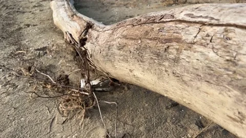 Tree trunk on the beach Video stock 231691823