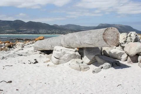 Tree trunk at the beach Stock Photos