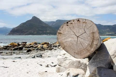 Tree trunk at the beach Stock Photos