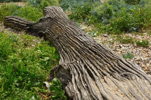 Tree trunk on beach Stock Photos