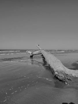 Tree Trunk on the Beach Stock Photos
