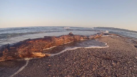 Tree trunk in the beach sand Stock Footage 118309671