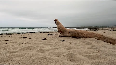 Tree trunk on the beach in Spain Stock Footage 211674646