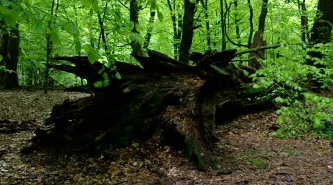 Tree trunk in beech forest Stock Footage 60895391