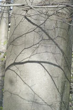 Tree trunk from a beech tree Foto stock