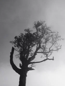 A tree with a trunk that is bent and twisted Stock Photos