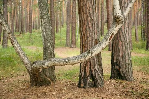 A tree trunk is bent in the middle of a forest Stock Photos