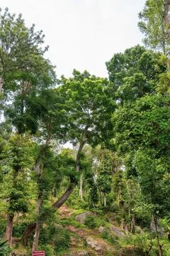 A tree with a trunk that is bent Stockfoto's