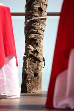 Tree Trunk between Clothed Tables Stock Photos