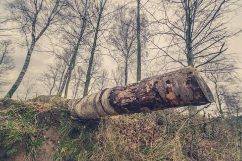 Tree trunk of a birch in the forest Stock Photos