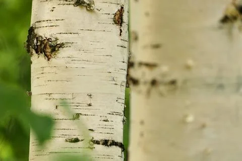 Tree trunk, birch trunk white close-up. Birch in the forest. Stock Photos
