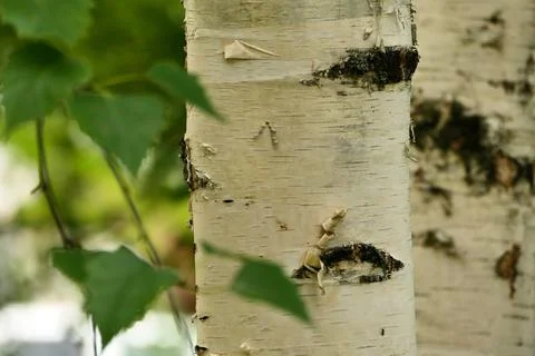 Tree trunk, birch trunk white close-up. Birch in the forest. Stock Photos