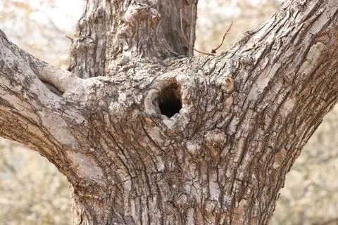 Tree trunk in bird nest. Stock Photos