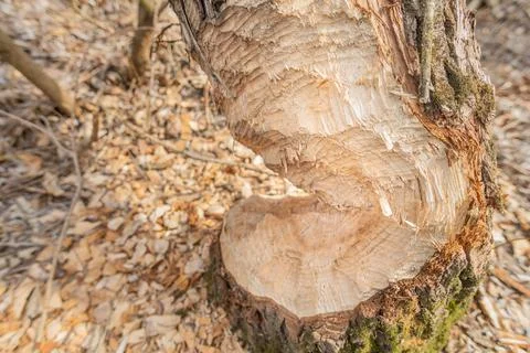 Tree trunk bitten by beavers, close-up. Foto stock