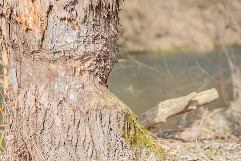 Tree trunk bitten by beavers, close-up. Stock Photos