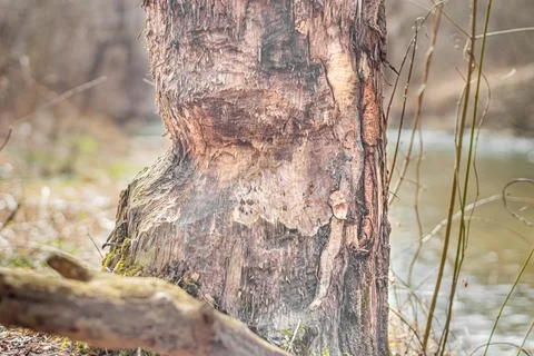 Tree trunk bitten by beavers, close-up. Stock Photos