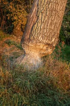 Tree trunk bitten by beavers, close-up. Foto stock