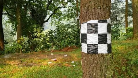 Tree trunk with black and white checkered pattern in park Stock Photos