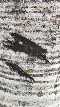 A tree trunk with a black scratch mark on it, texture background wallpaper Stock Photos