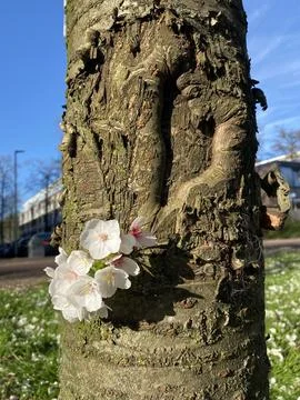 Tree Trunk with Blooming Twig Stock Photos