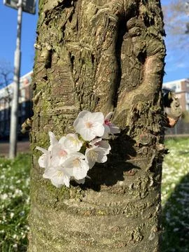 Tree Trunk with Blooming Twig Stock Photos