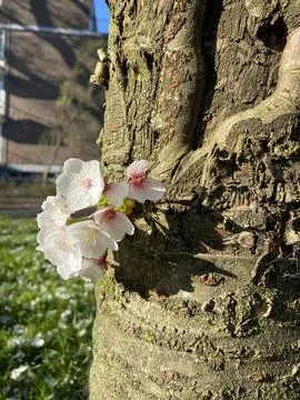 Tree Trunk with Blooming Twig Stock Photos