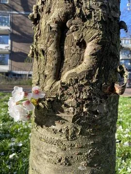 Tree Trunk with Blooming Twig Stock Photos